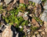 Saxifraga sibirica