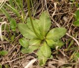 Primula algida