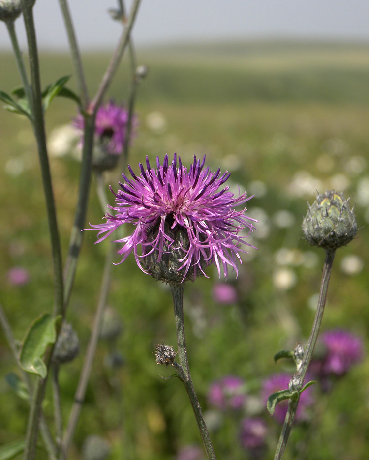 Изображение особи Centaurea apiculata.