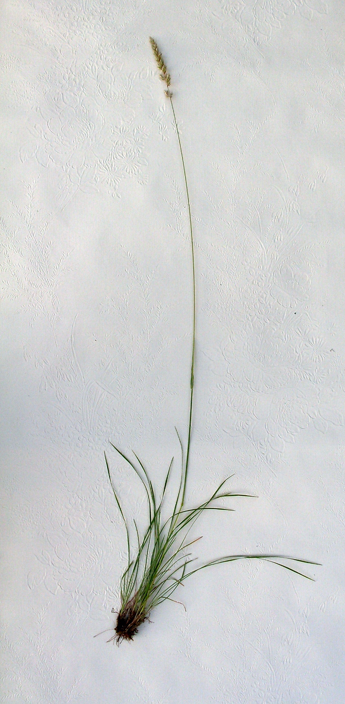 Image of Koeleria macrantha specimen.