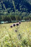 Echinops ruthenicus