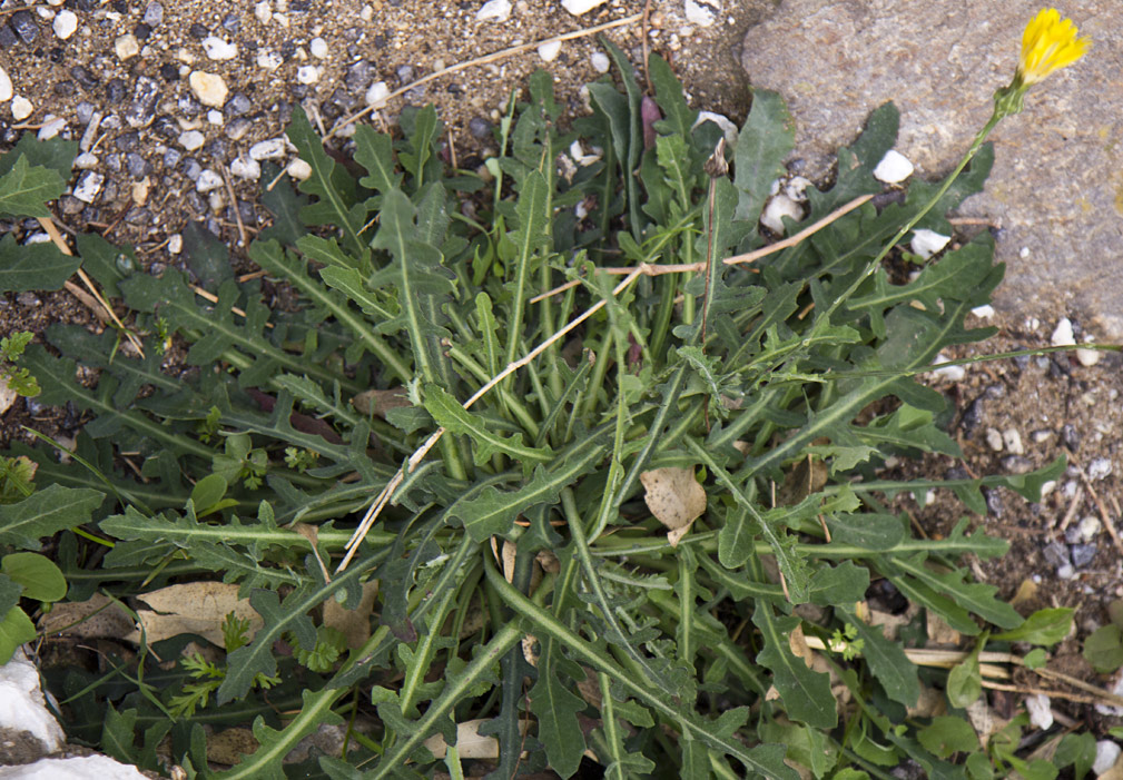 Image of Reichardia picroides specimen.