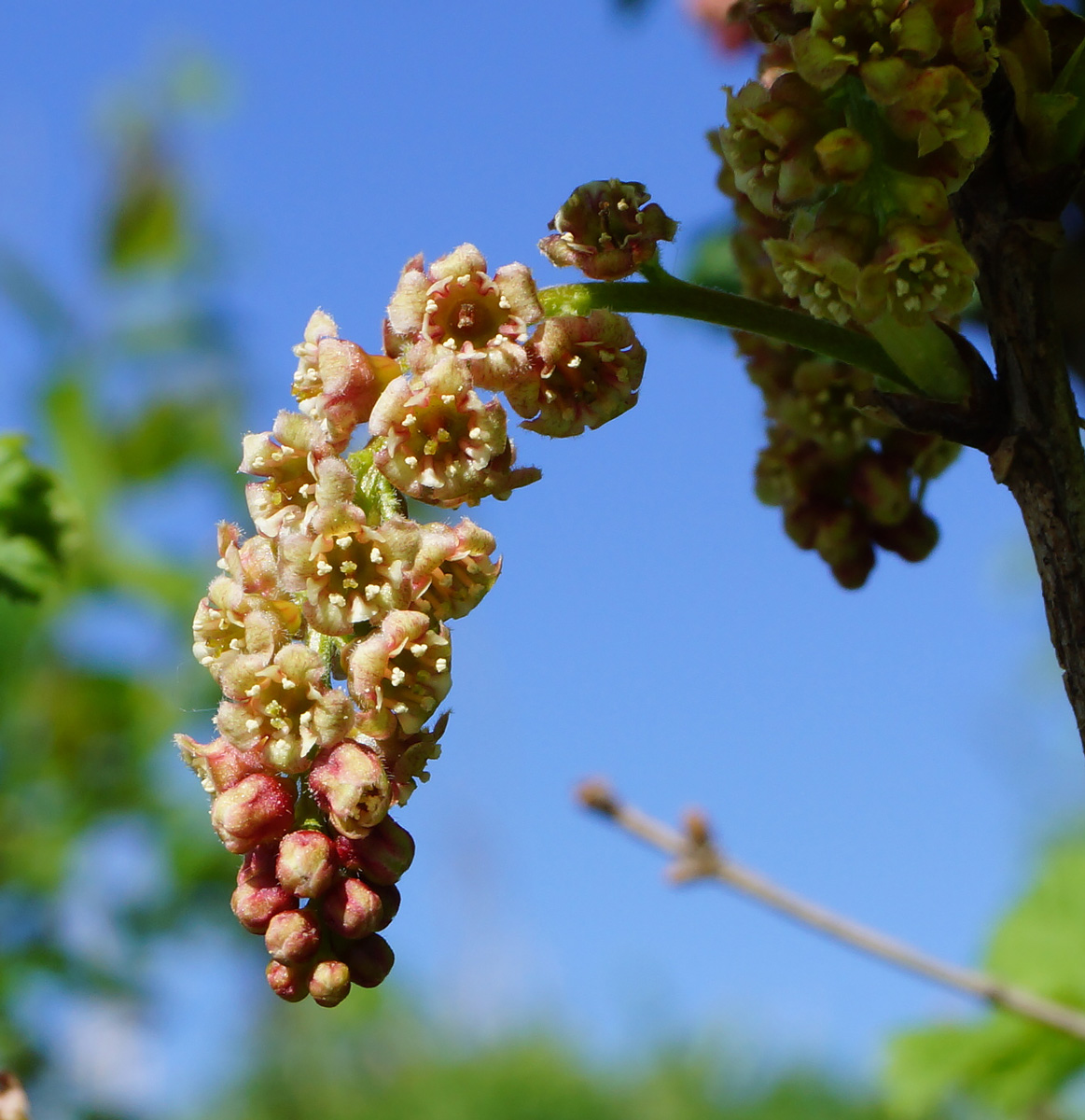 Image of Ribes atropurpureum specimen.