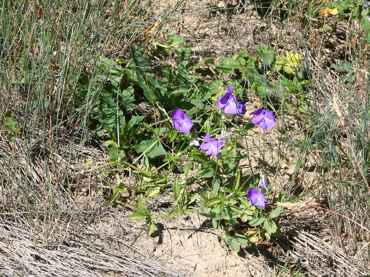 Image of Viola disjuncta specimen.