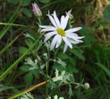 Chrysanthemum zawadskii