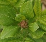 Image of taxon representative. Author is Тамара Риб