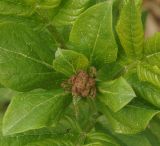 Dictamnus angustifolius