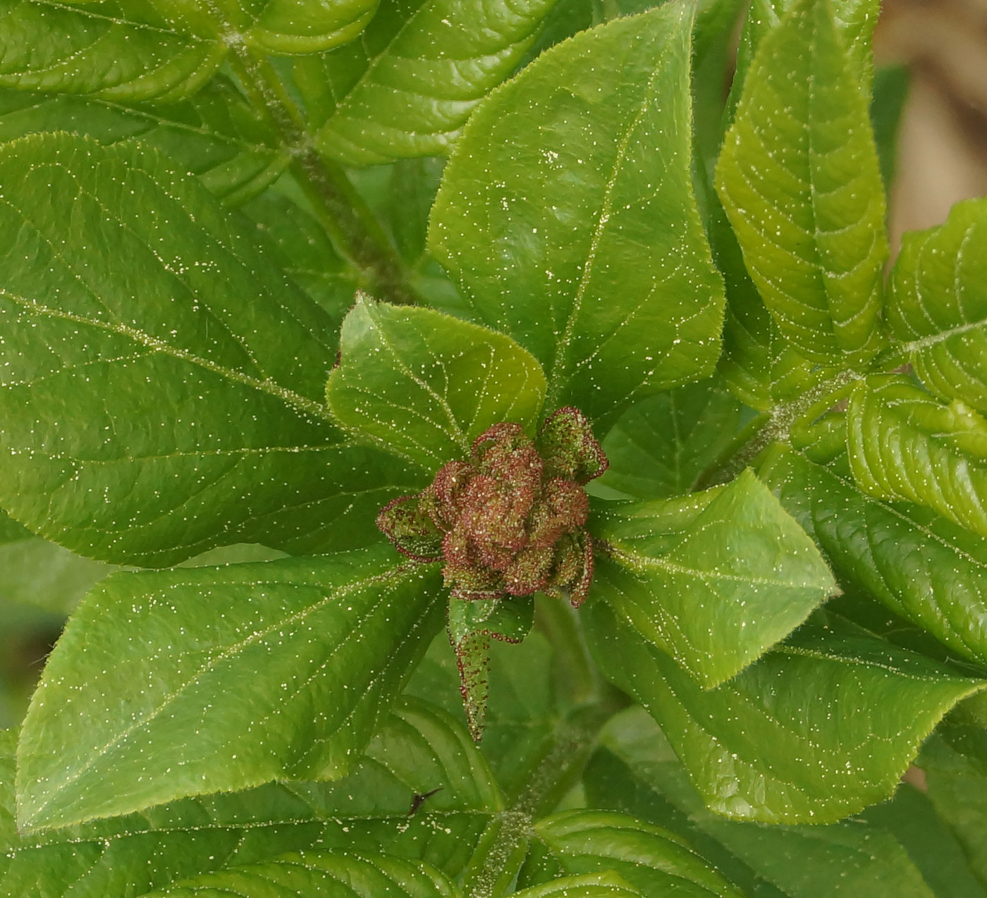 Image of Dictamnus angustifolius specimen.