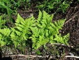 Dryopteris assimilis