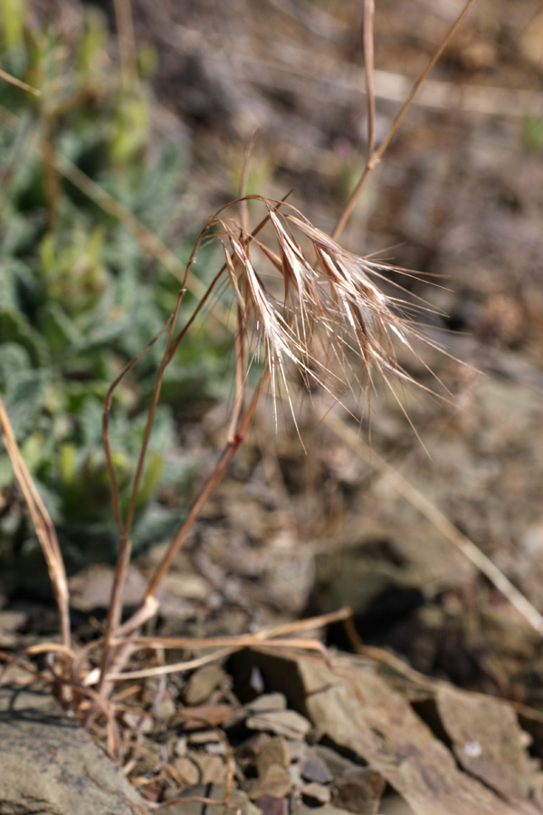 Image of Anisantha tectorum specimen.