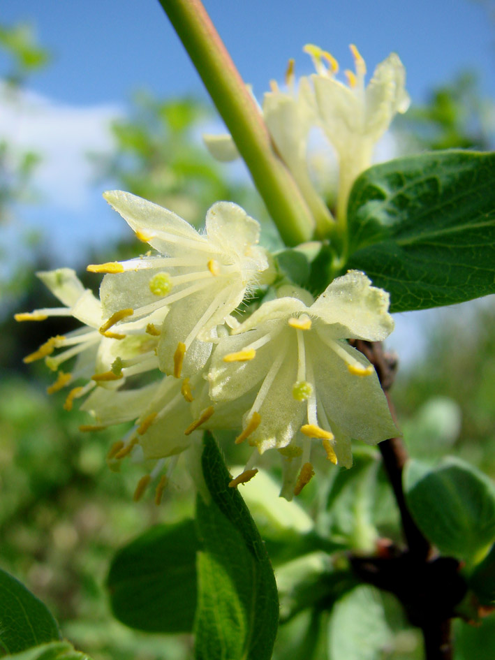 Image of Lonicera caerulea specimen.