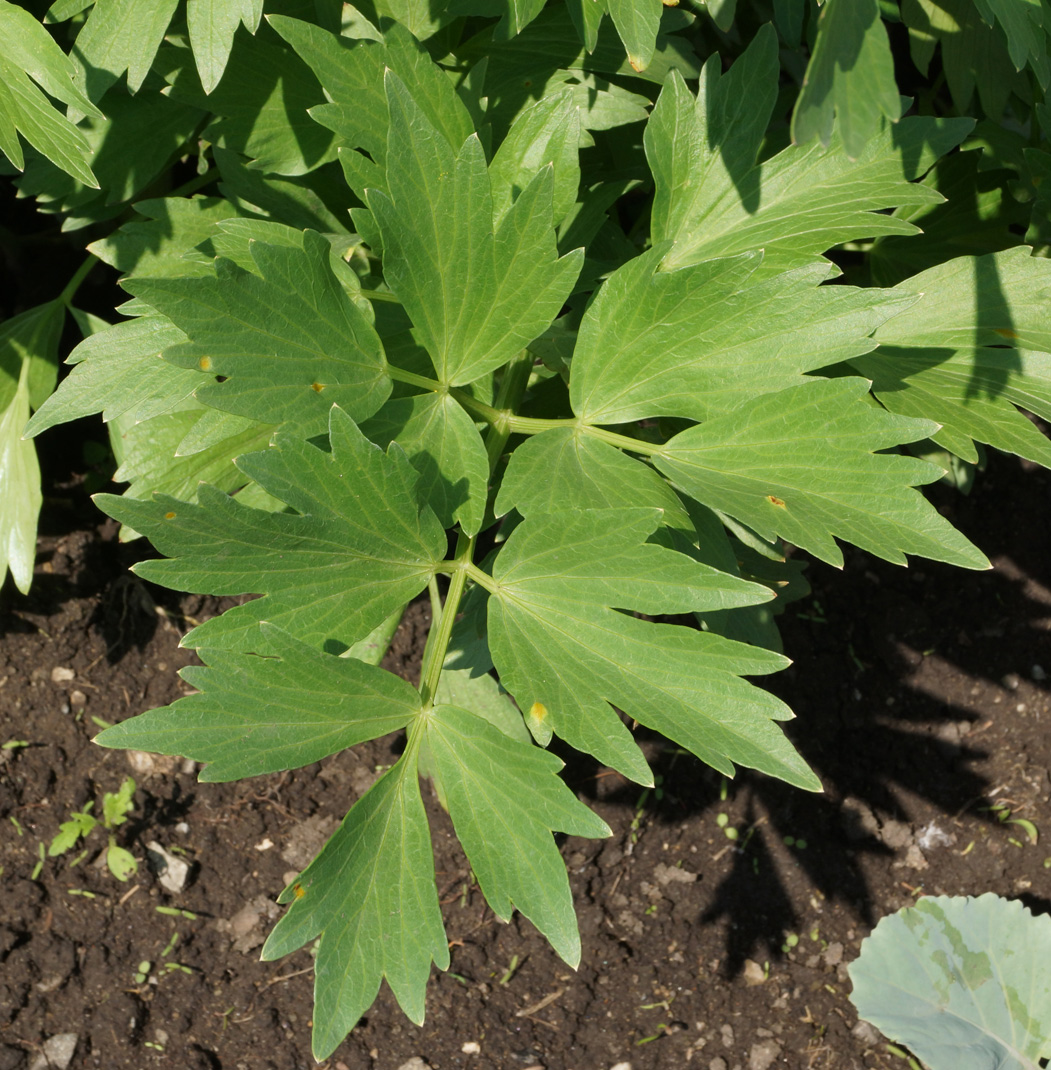 Image of Levisticum officinale specimen.