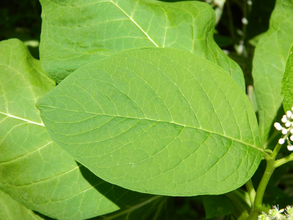 Изображение особи Phytolacca acinosa.