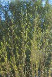 Hibiscus syriacus. Веточки с распускающейся листвой. Абхазия, г. Сухум, в культуре. 7 марта 2016 г.