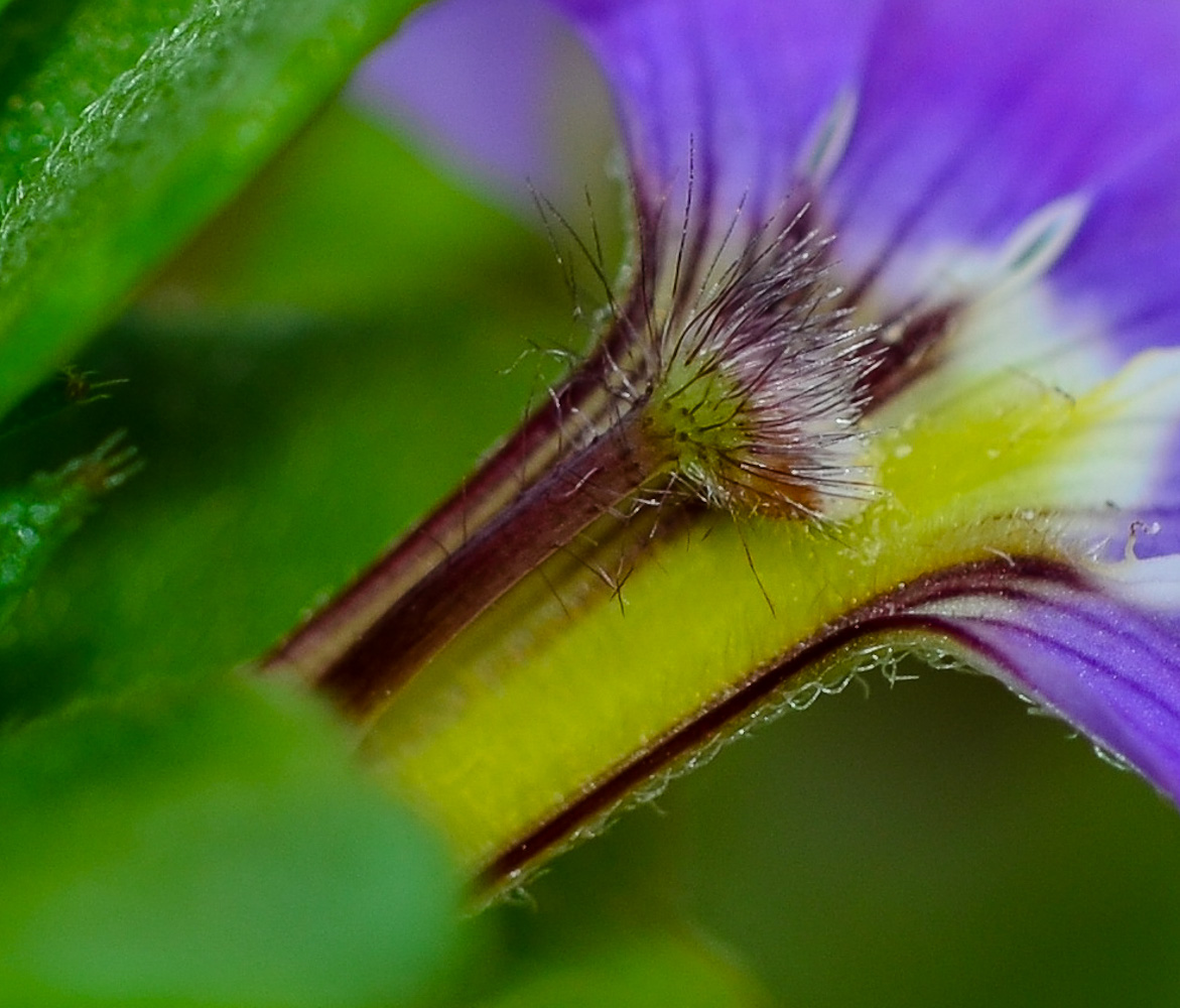 Image of Scaevola humilis specimen.