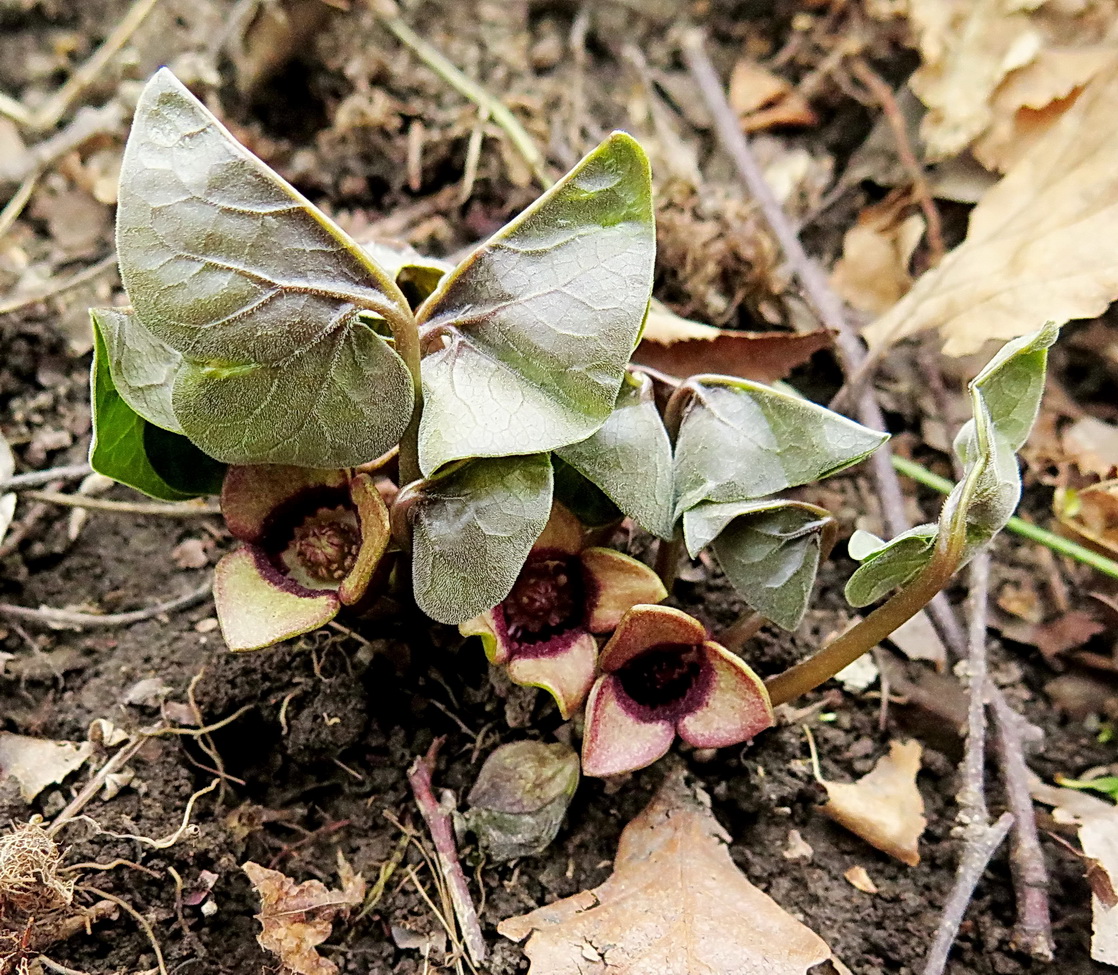 Изображение особи Asarum sieboldii.