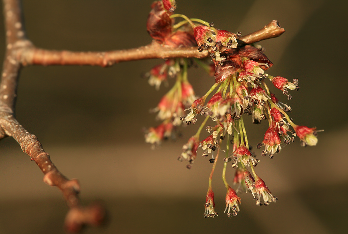 Изображение особи Ulmus laevis.