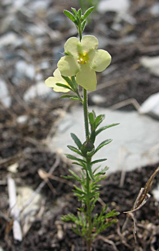 Изображение особи Verbascum orientale.