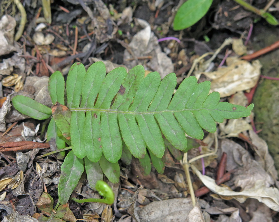 Изображение особи Polypodium sibiricum.