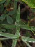 Dianthus campestris