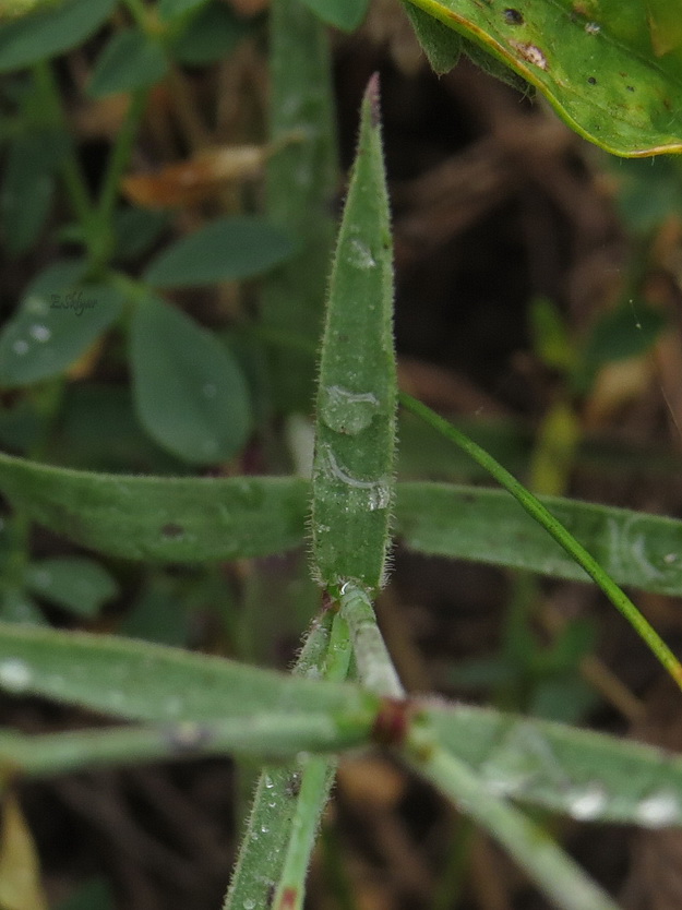 Image of Dianthus campestris specimen.