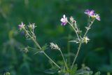 Geranium sylvaticum