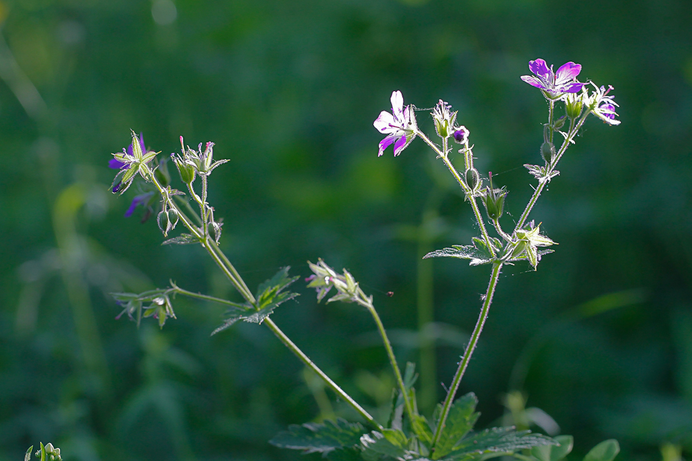 Изображение особи Geranium sylvaticum.