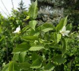 Rhodotypos scandens