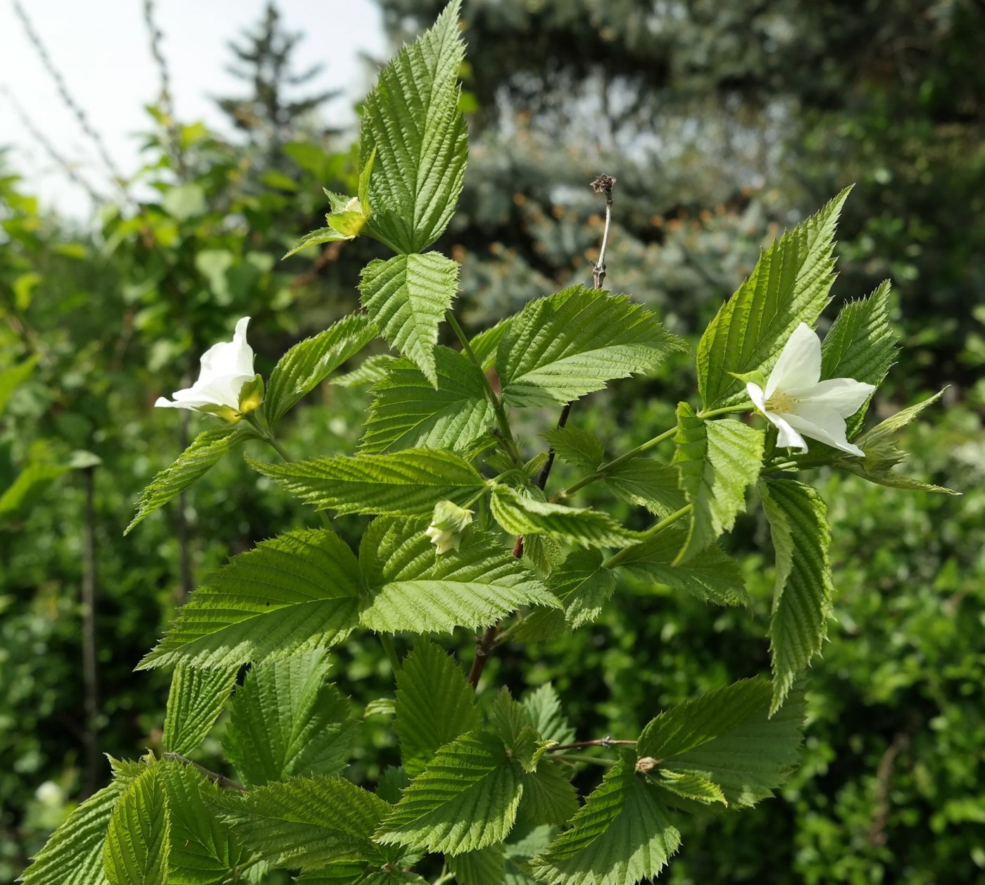 Image of Rhodotypos scandens specimen.