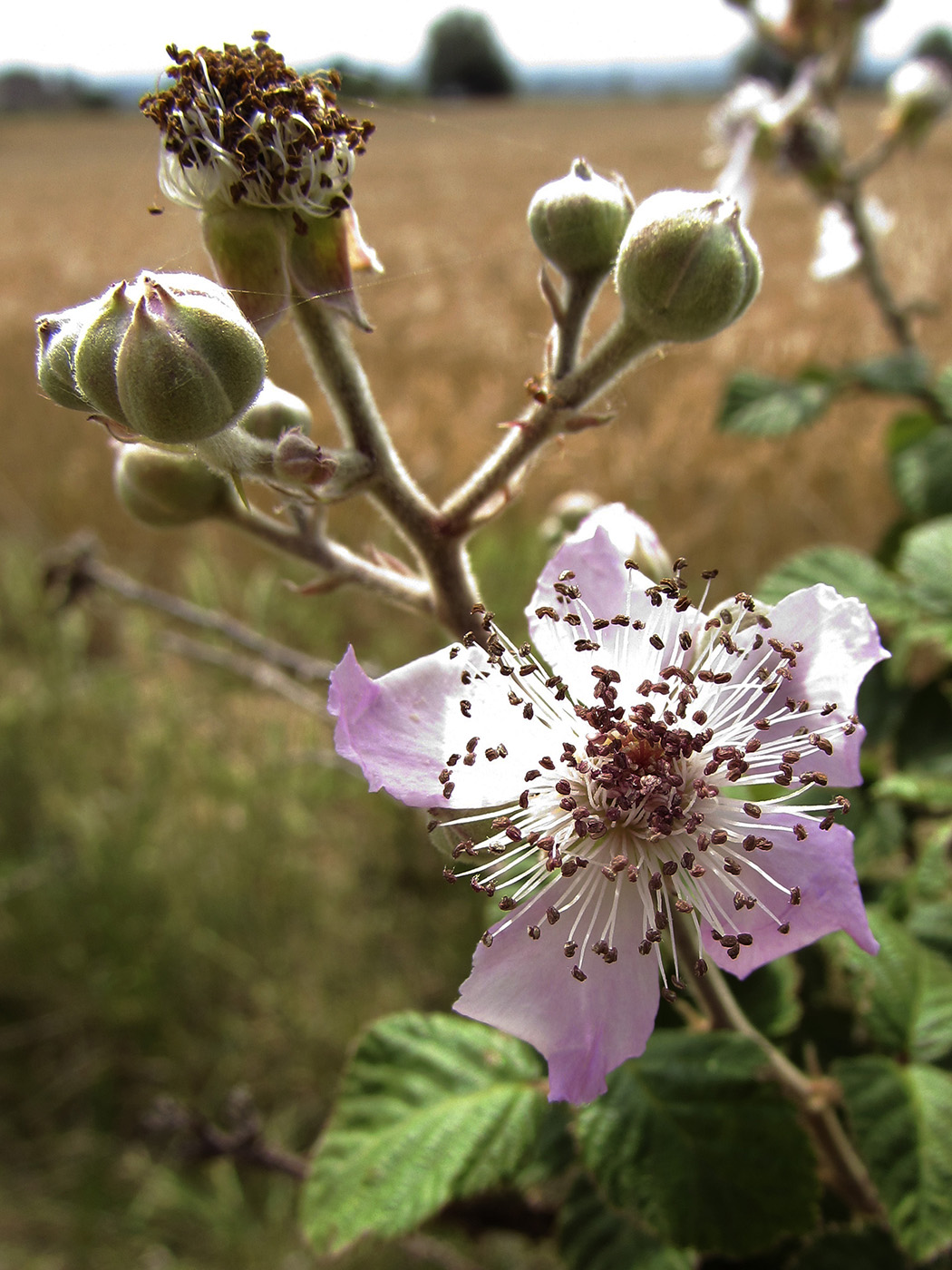 Изображение особи Rubus ulmifolius.