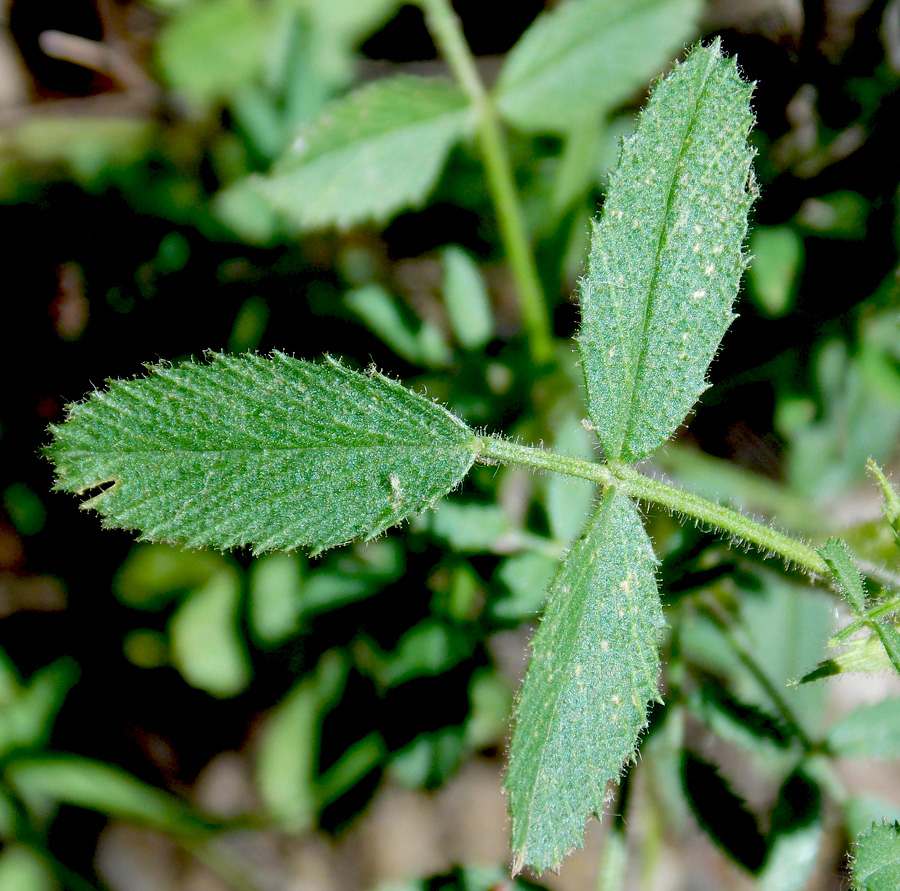 Image of Ononis pusilla specimen.