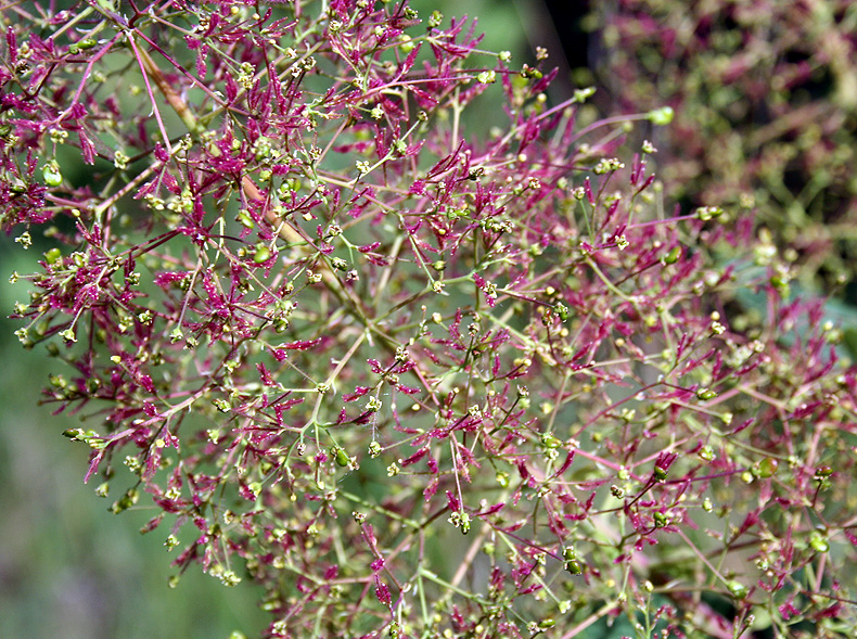 Image of Cotinus coggygria specimen.