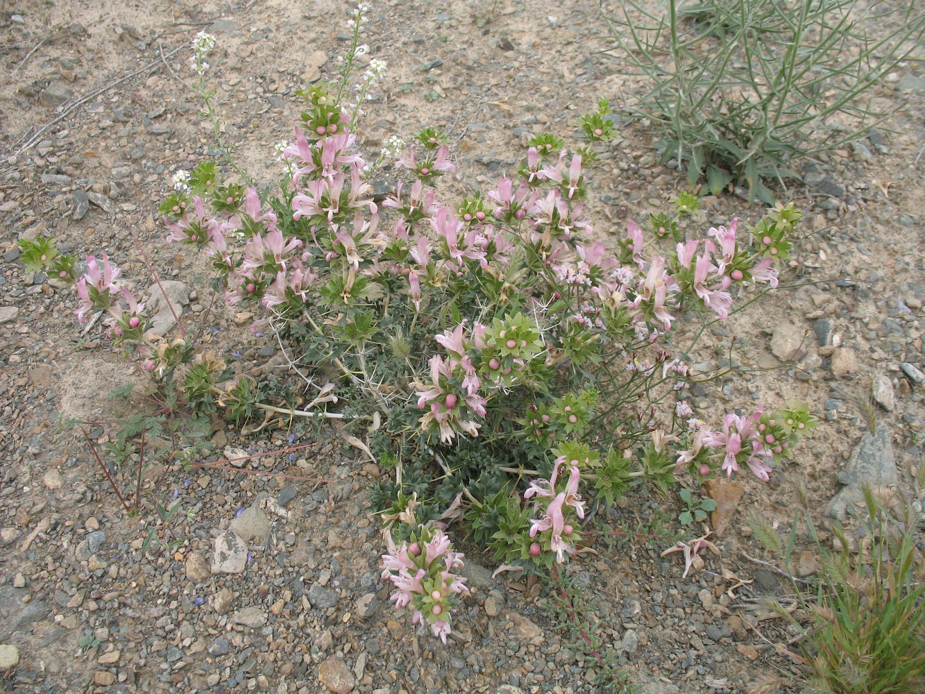 Image of Lagochilus platyacanthus specimen.