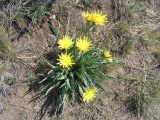 Scorzonera austriaca. Цветущее растение. Республика Хакасия, Алтайский р-н, гора Самохвал. 15 мая 2008 г.