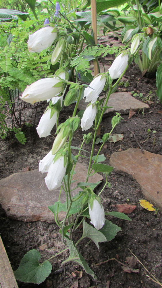 Изображение особи Campanula makaschvilii.