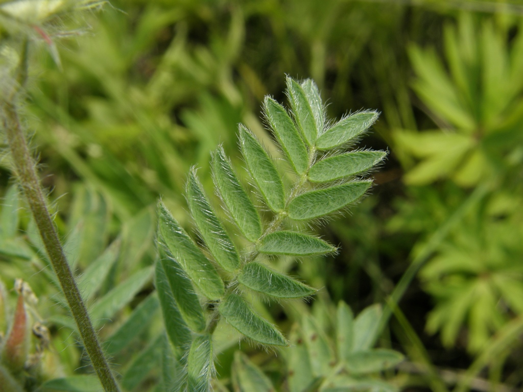 Изображение особи Oxytropis pilosa.