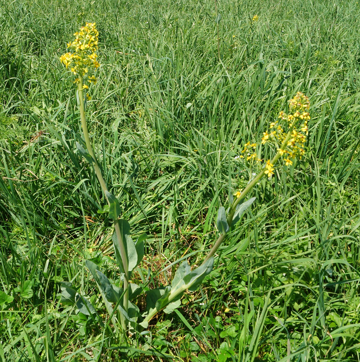 Изображение особи Ligularia altaica.