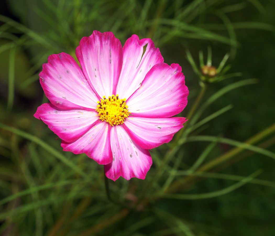 Изображение особи Cosmos bipinnatus.