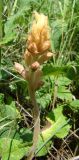 Orobanche alba