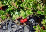 Arctostaphylos uva-ursi