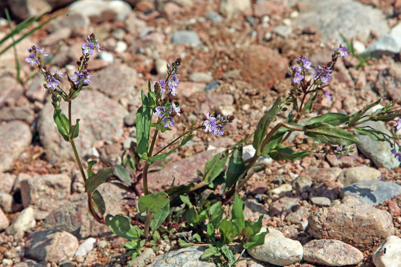 Image of Veronica oxycarpa specimen.