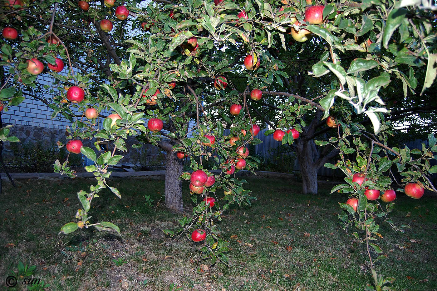 Изображение особи Malus domestica.