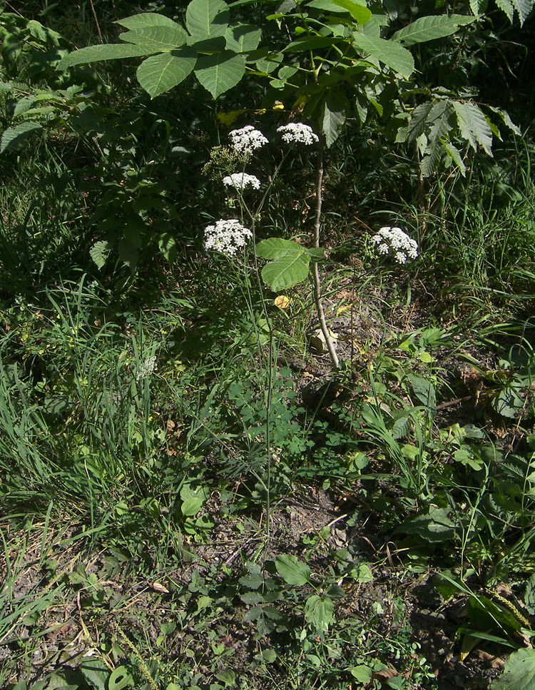 Изображение особи Pimpinella saxifraga.