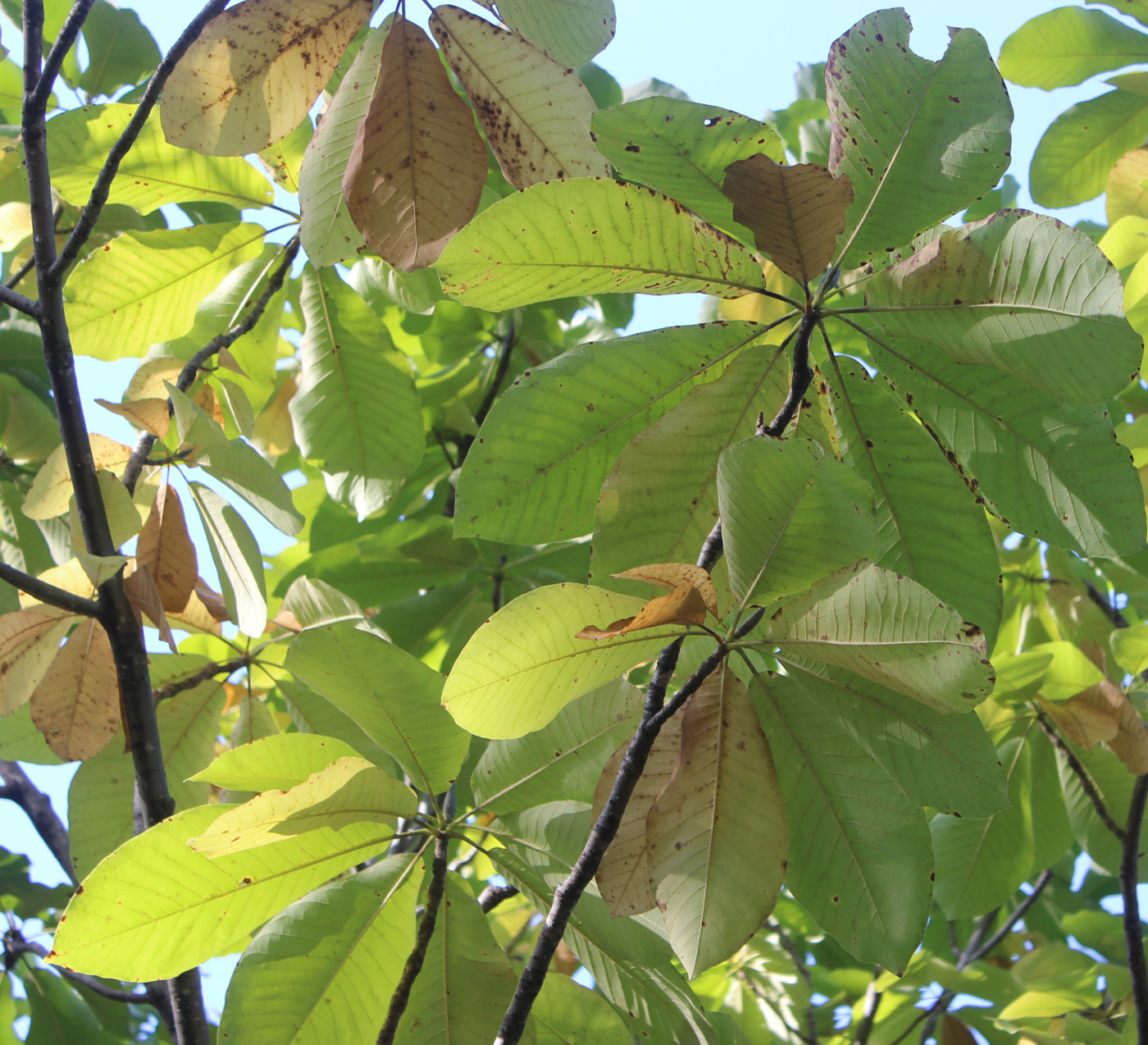 Изображение особи Magnolia hypoleuca.