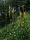 Eremurus tauricus