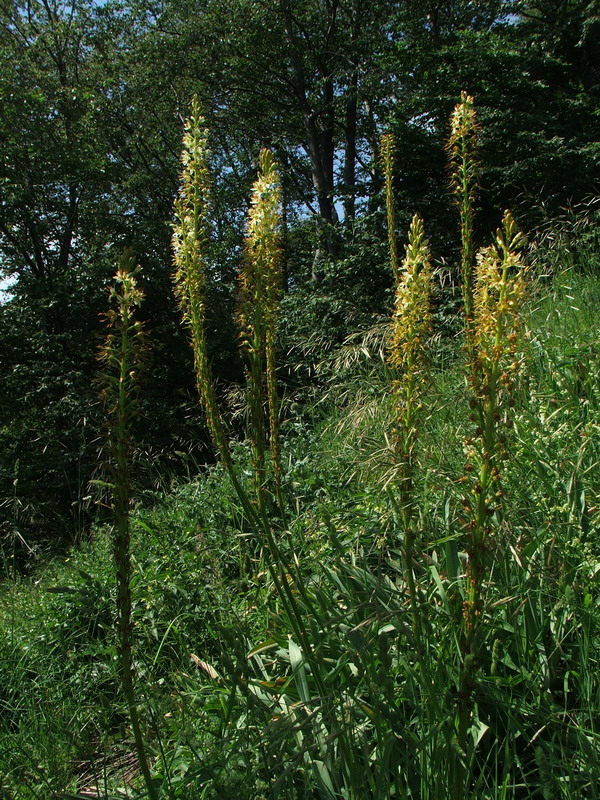 Image of Eremurus tauricus specimen.