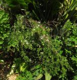 Turraea obtusifolia