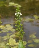 Veronica anagalloides. Соцветие с цветками и незрелыми плодами. Украина, Запорожская обл., Черниговский р-н, р. Токмачка. 29.07.2016.