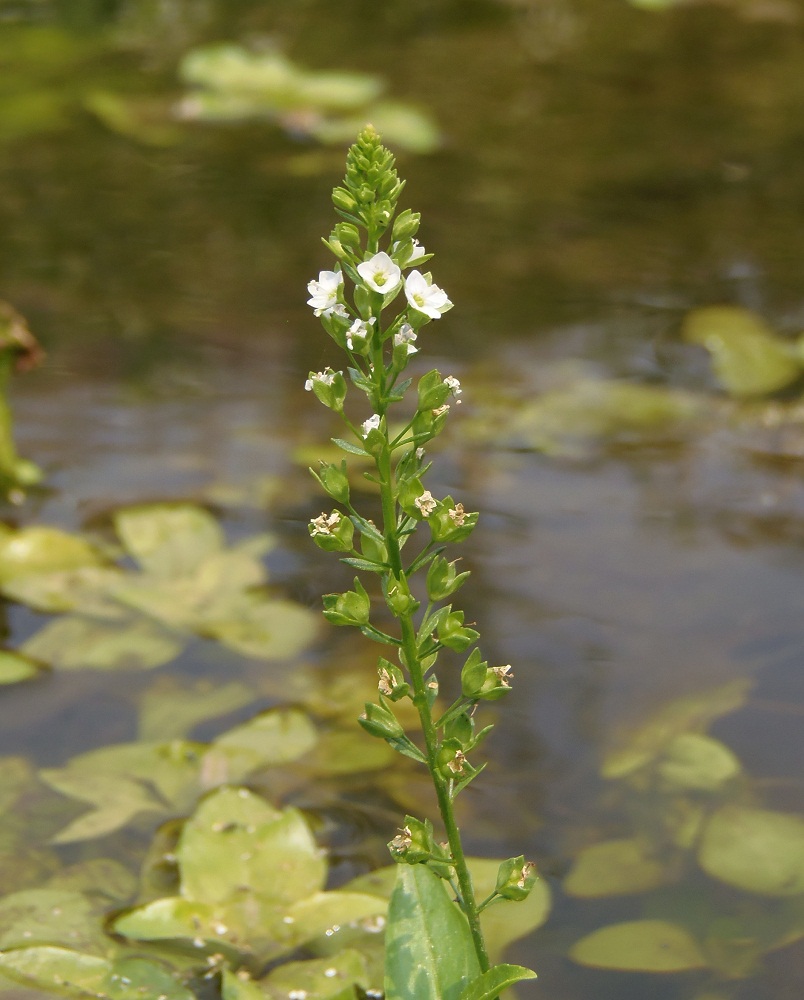 Изображение особи Veronica anagalloides.