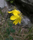 Hypericum nummularioides